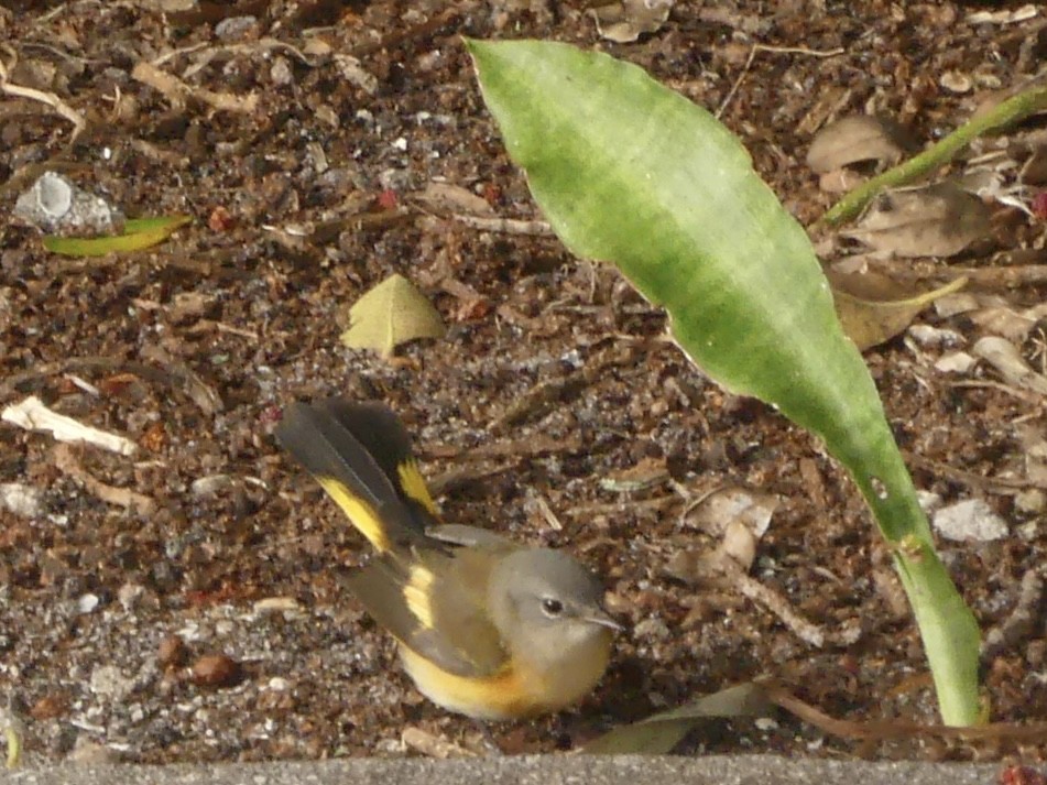 American Redstart - ML609717606