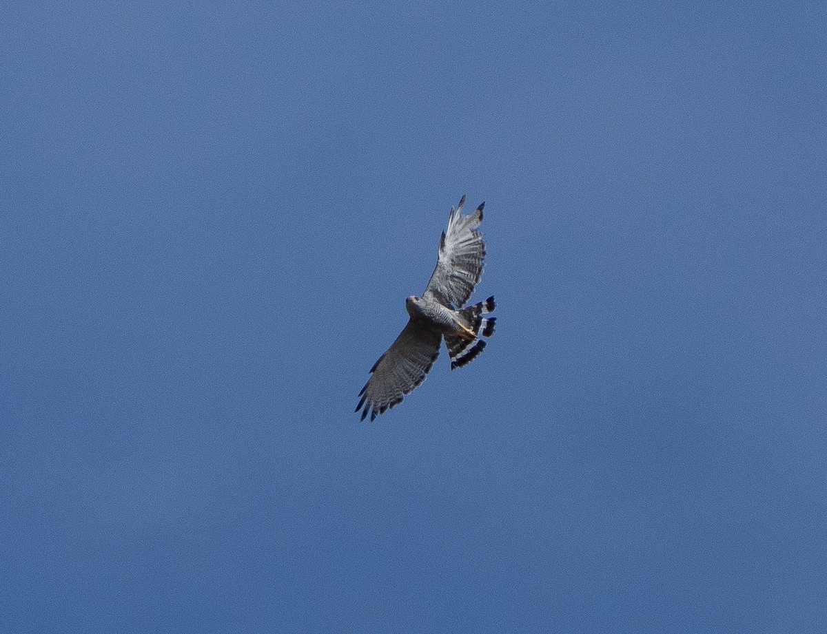 Gray Hawk - Jim Crumpler