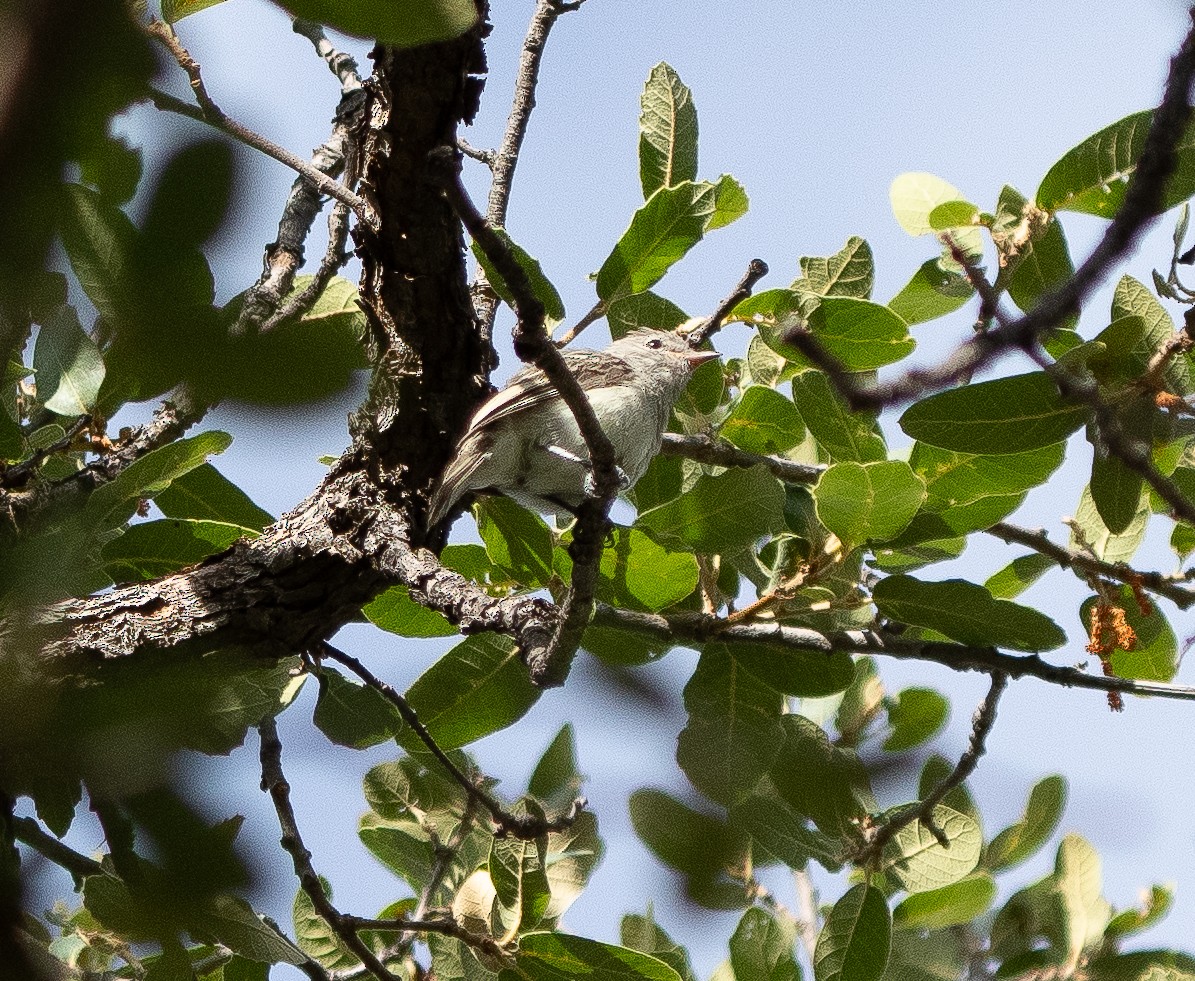 Northern Beardless-Tyrannulet - Jim Crumpler