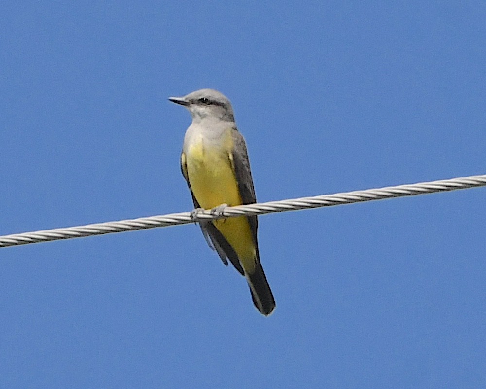 Western Kingbird - ML609717666