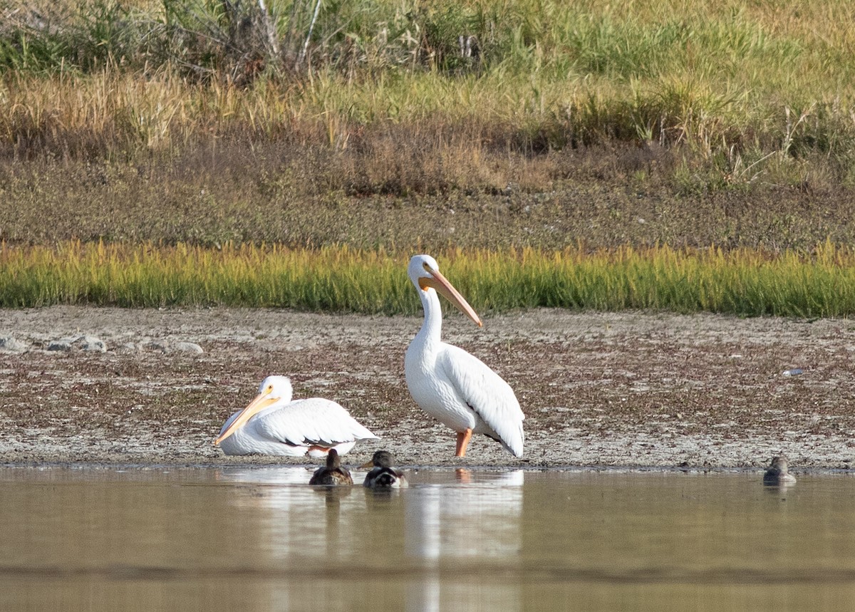 pelikán severoamerický - ML609717728