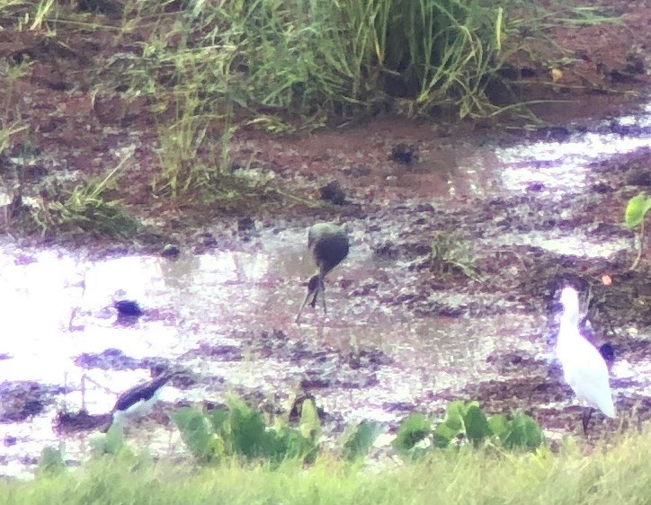 White-faced Ibis - Adrian Burke