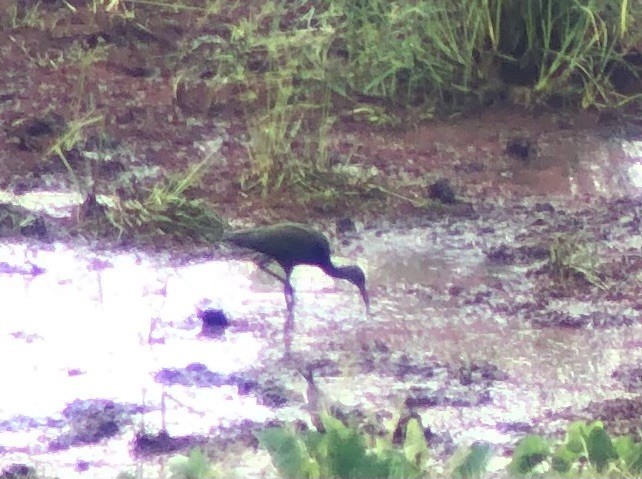 White-faced Ibis - Adrian Burke