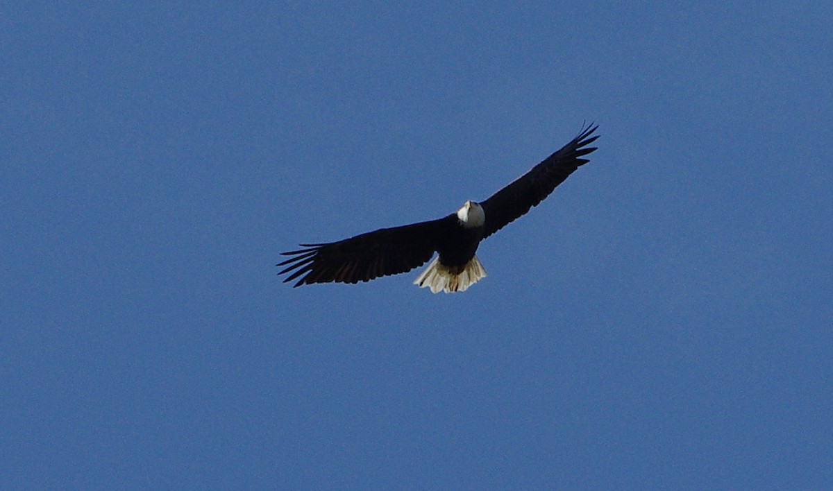 Weißkopf-Seeadler - ML609717901