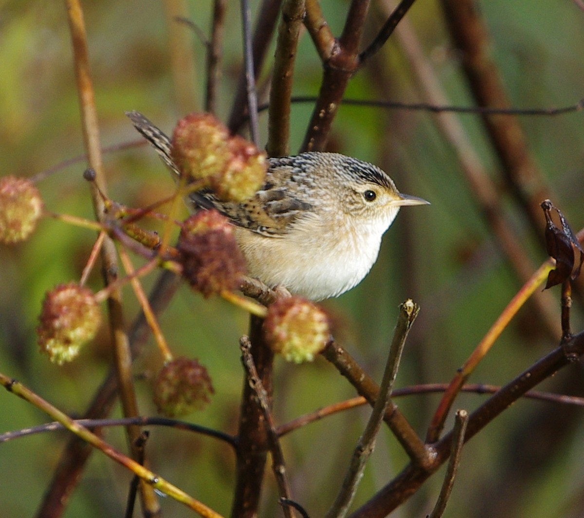 Sedge Wren - ML609717914