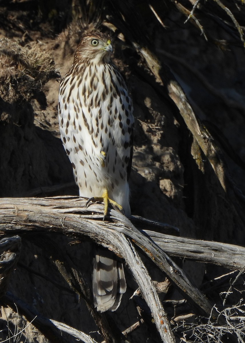 Cooper's Hawk - ML609717975