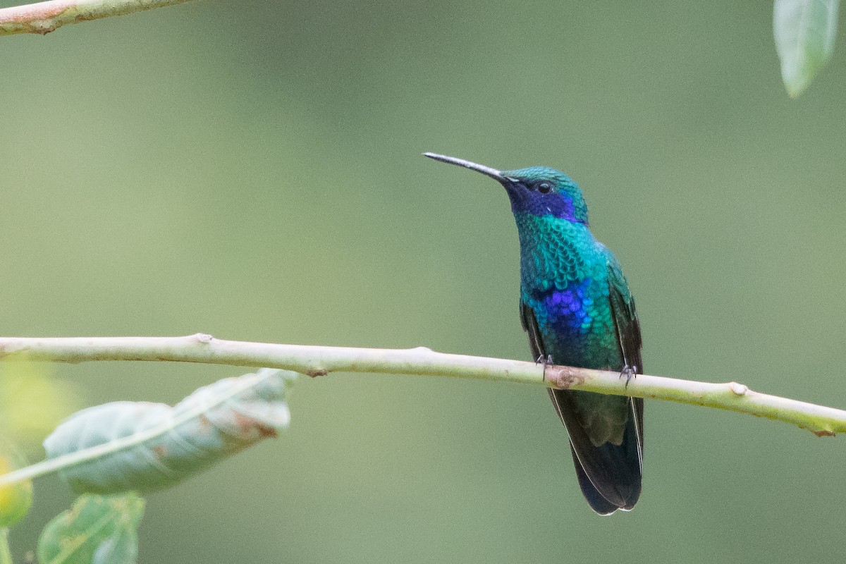 kolibřík modrolící - ML609718101