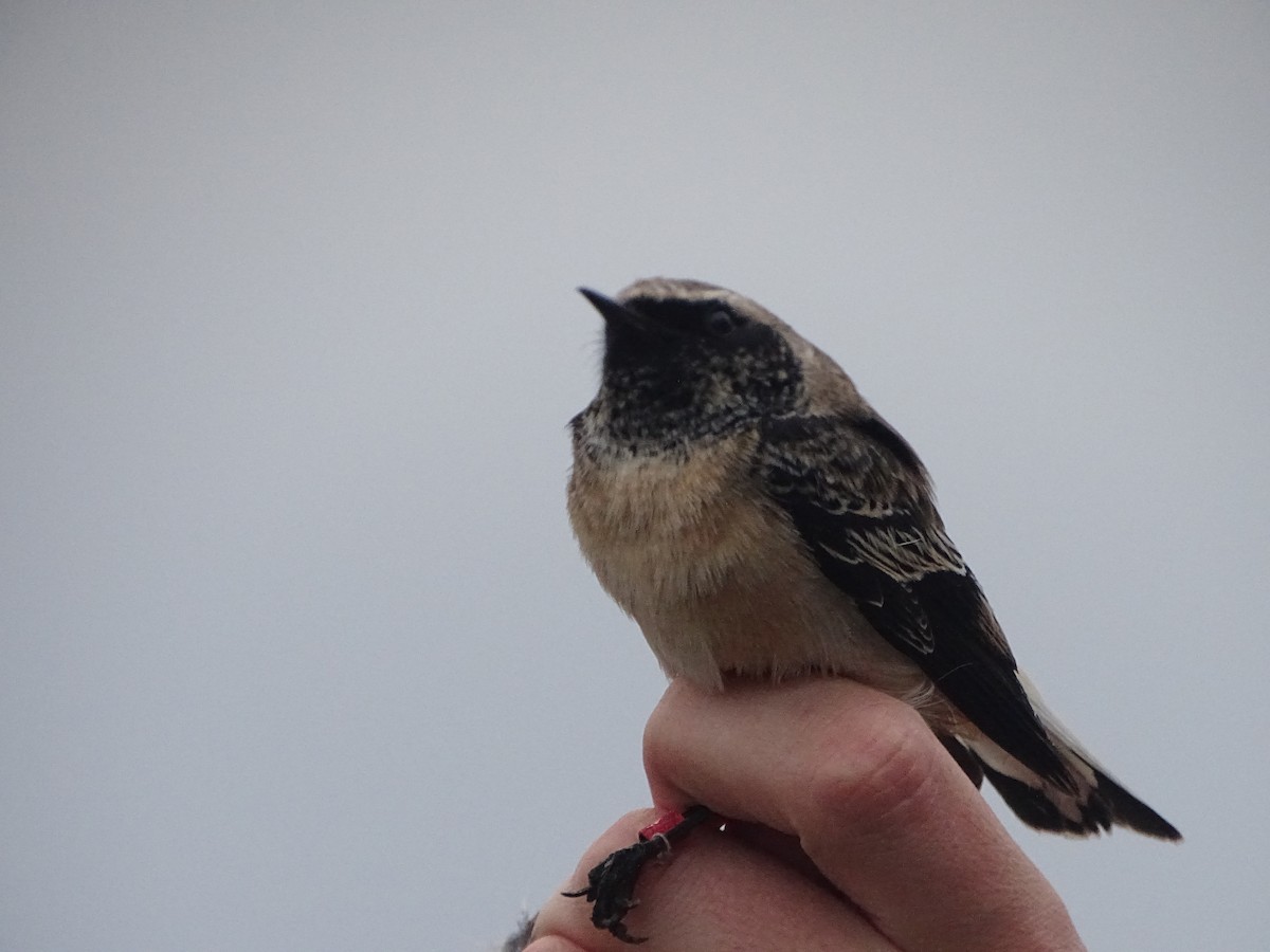 Pied Wheatear - ML609718171