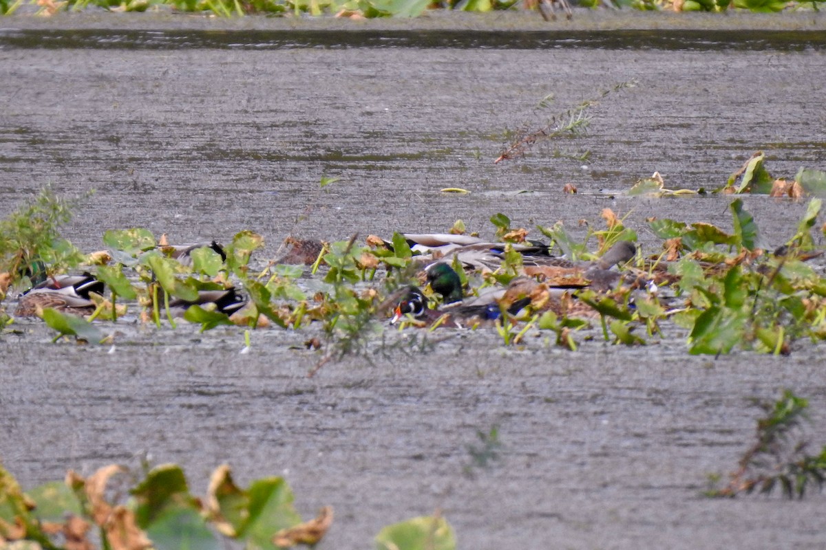 Wood Duck - ML609718180