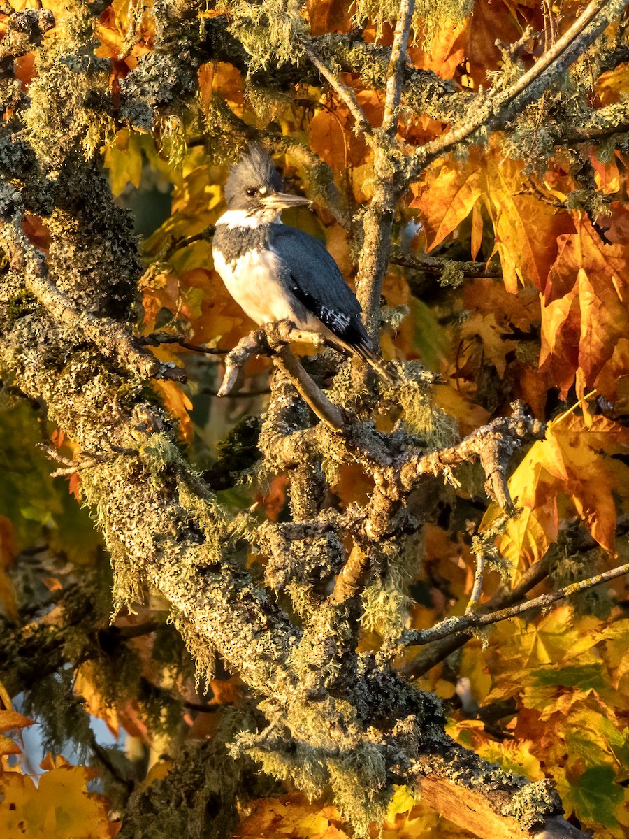 Belted Kingfisher - ML609718402