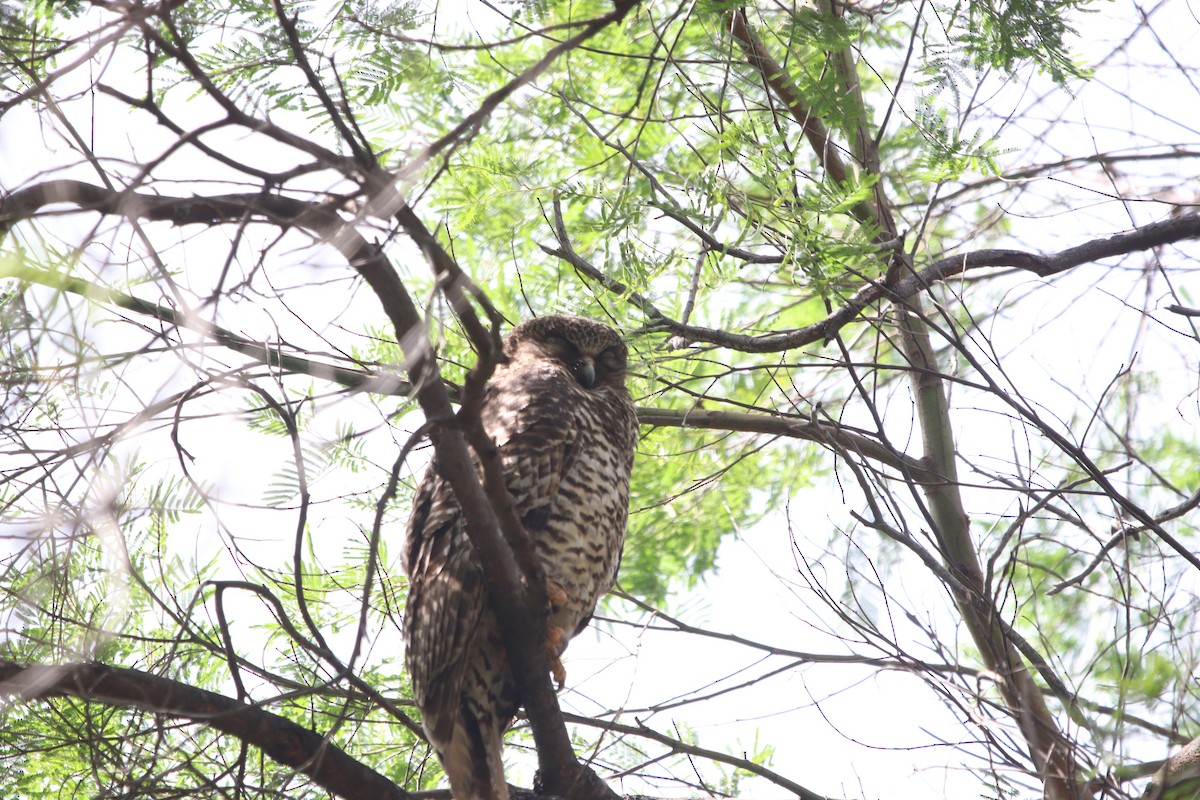 Powerful Owl - Vikki Pentecost