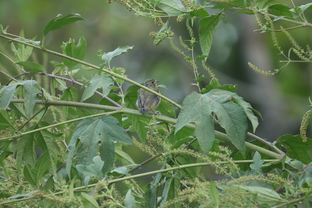 Painted Bunting - ML609718499