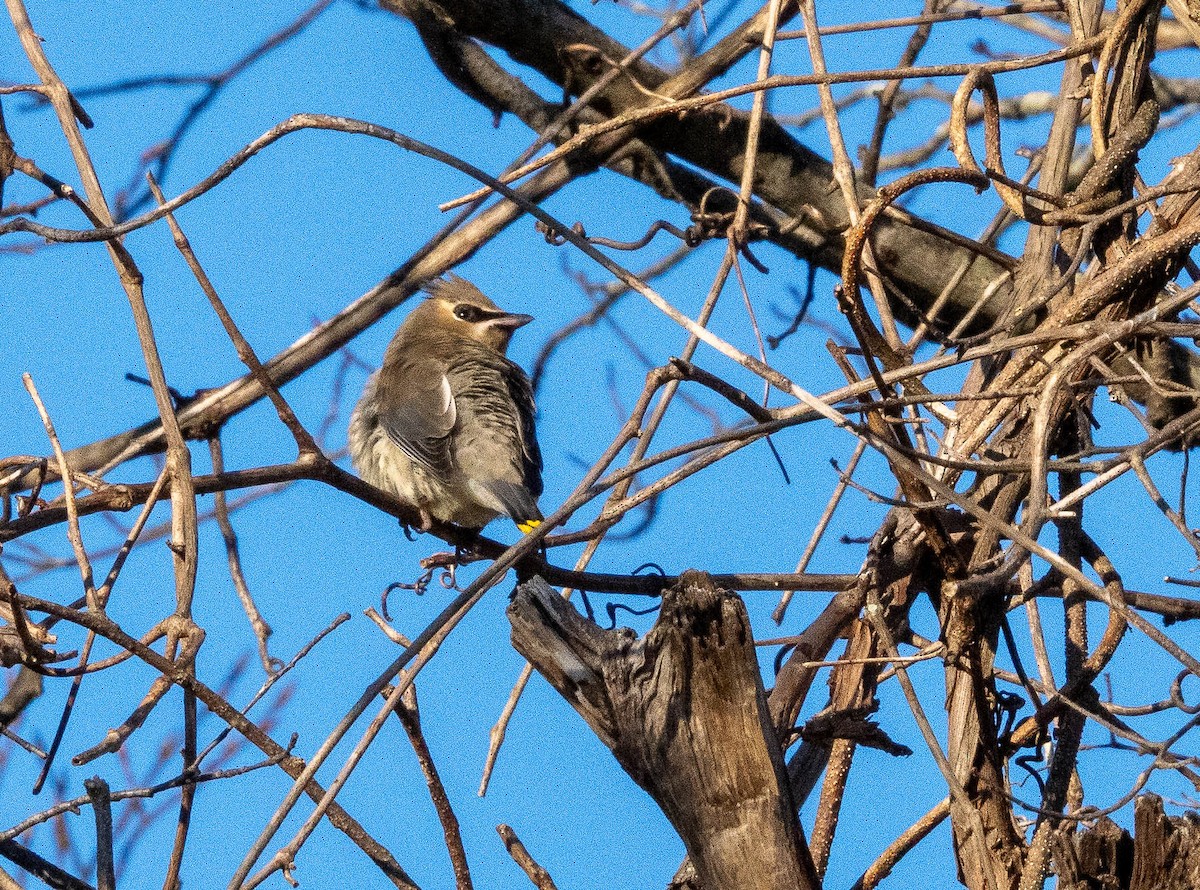 Cedar Waxwing - ML609718536