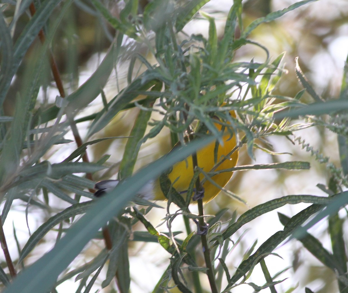 Prothonotary Warbler - ML609718591