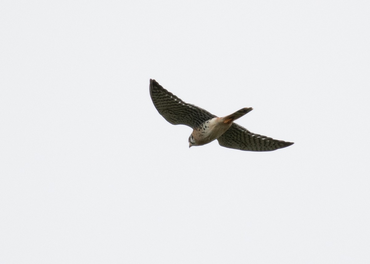 American Kestrel - ML609718626