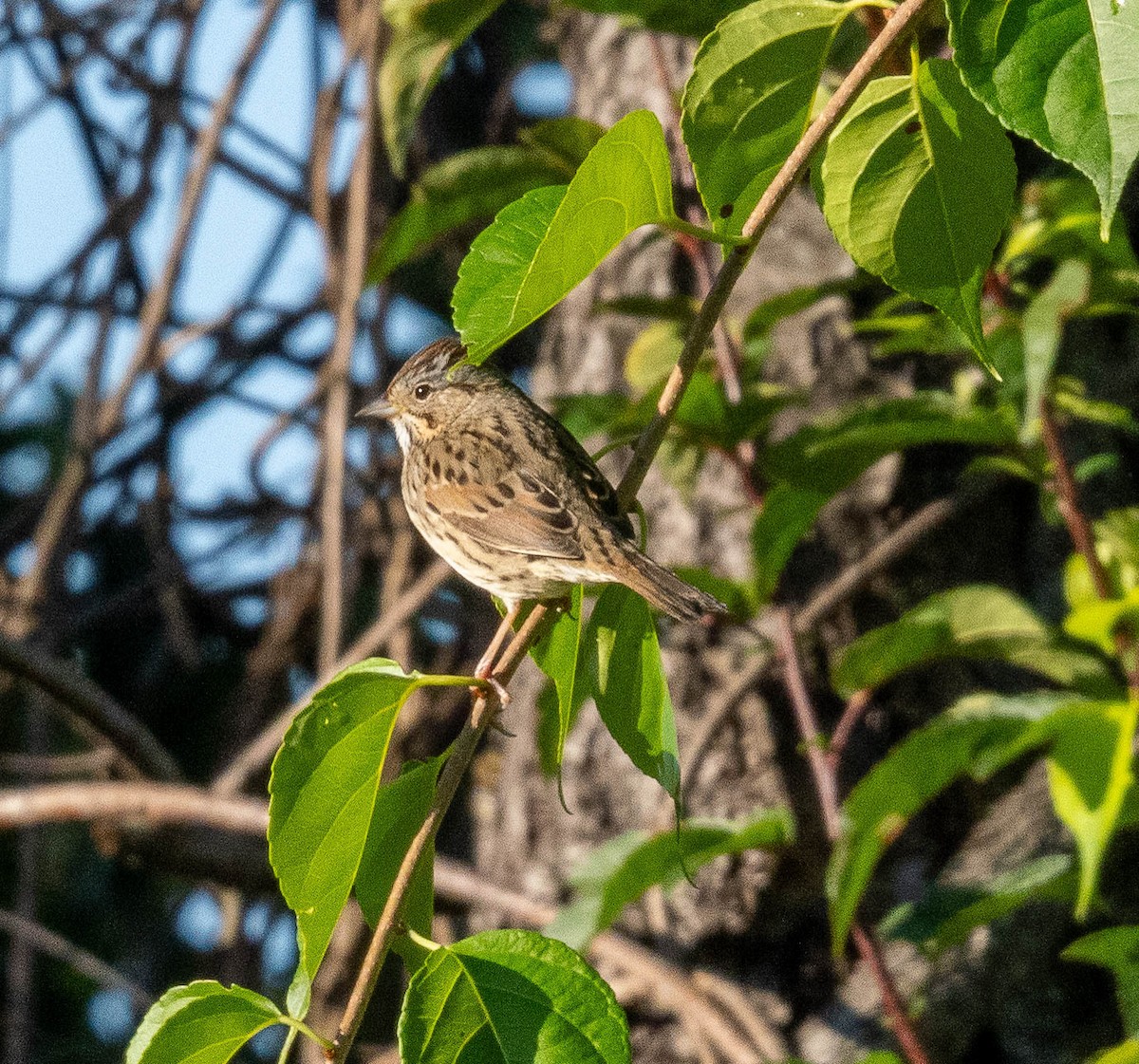 Lincoln's Sparrow - ML609718627