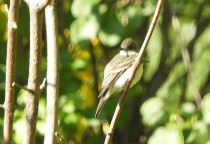 Eastern Wood-Pewee - ML609718636