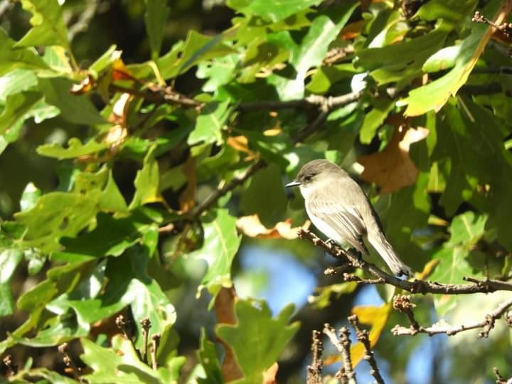 Eastern Phoebe - ML609718649