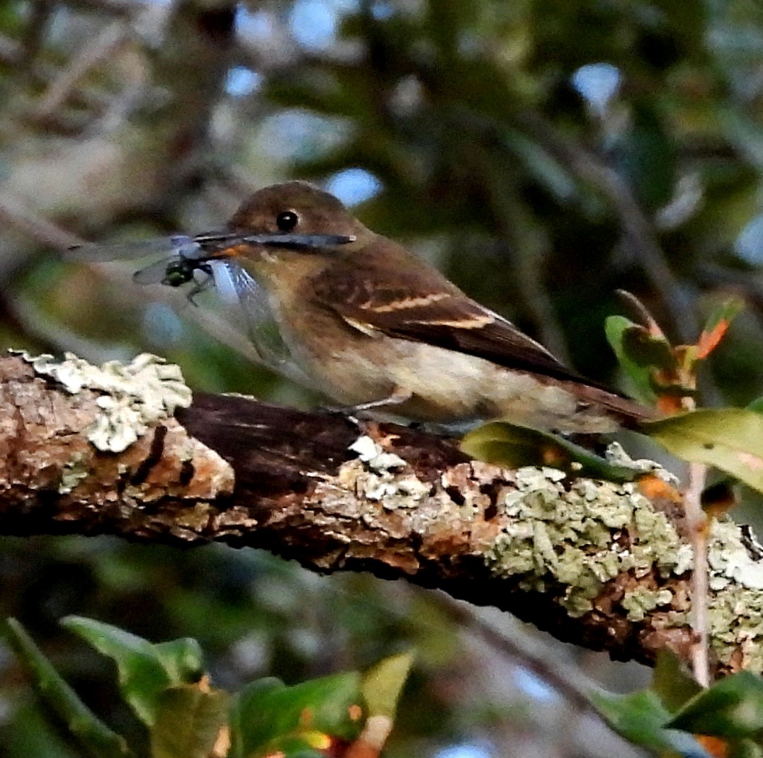 Eastern Wood-Pewee - ML609718652