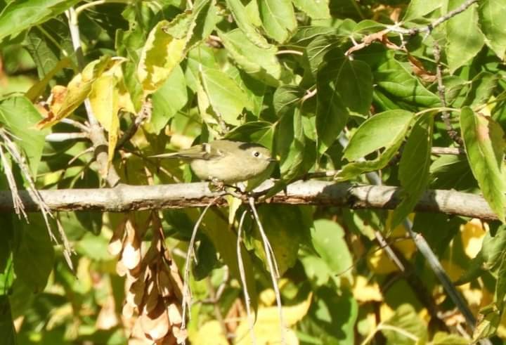 Ruby-crowned Kinglet - ML609718795