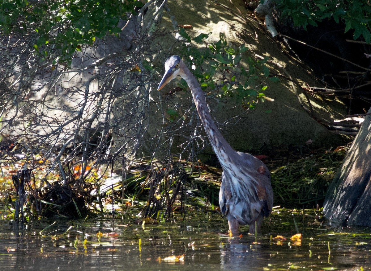 Great Blue Heron - ML609718854