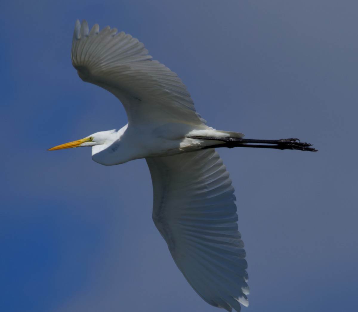 Great Egret - ML609718869