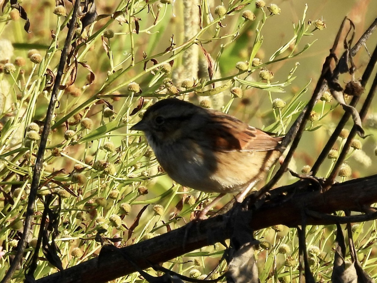 Swamp Sparrow - ML609718890