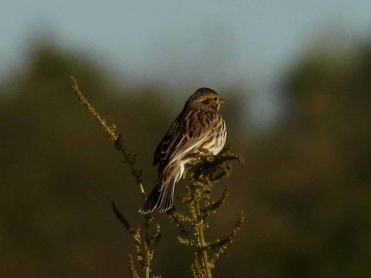 Savannah Sparrow - ML609718900