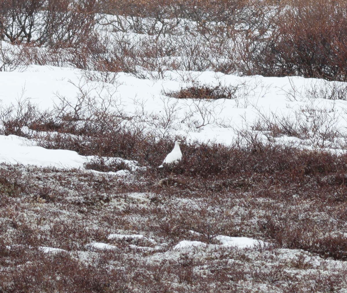 Rock Ptarmigan - ML609718941