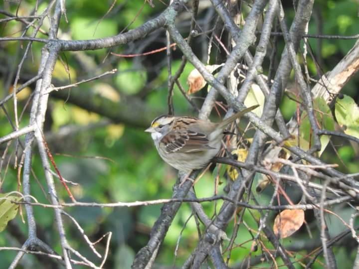 White-throated Sparrow - Heidi Tarasiuk