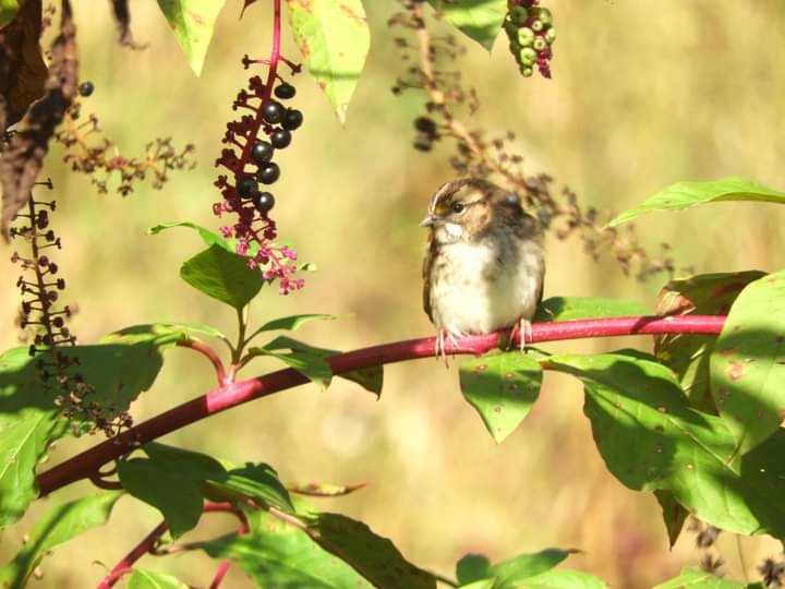 White-throated Sparrow - ML609719097