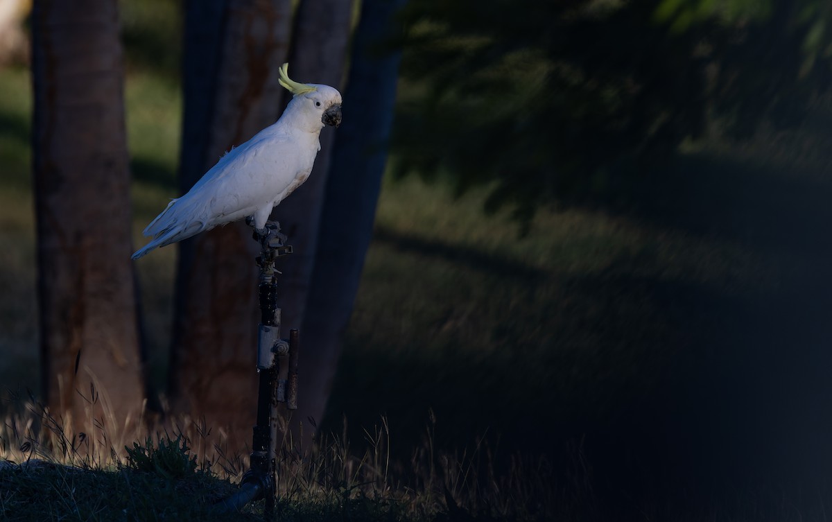 Sulphur-crested Cockatoo - Geoff Dennis