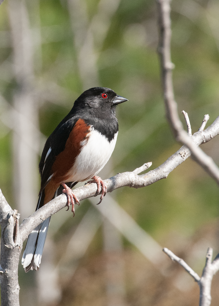 Eastern Towhee (Red-eyed) - Anonymous