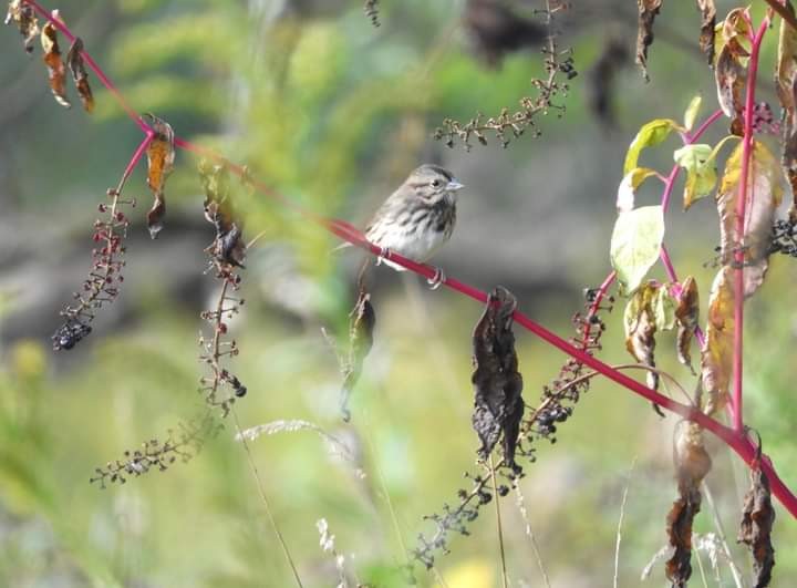 Song Sparrow - ML609719154