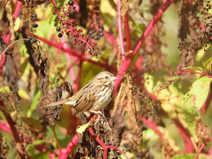 Song Sparrow - ML609719155