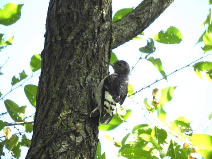 Red-headed Woodpecker - ML609719186