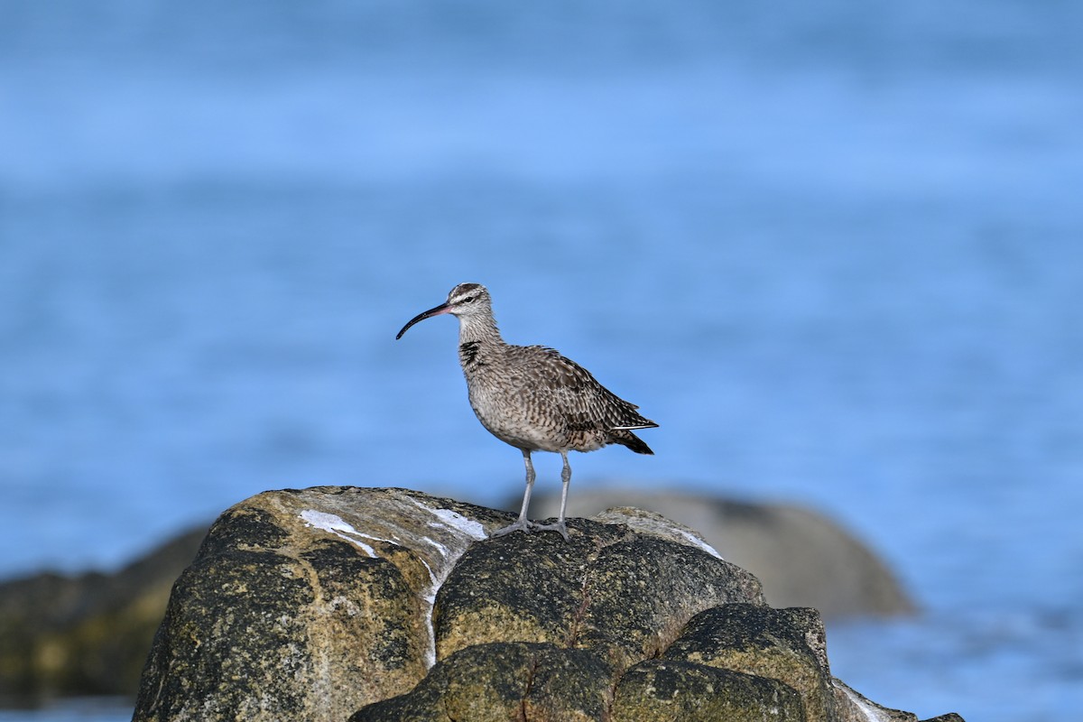 Regenbrachvogel - ML609719248