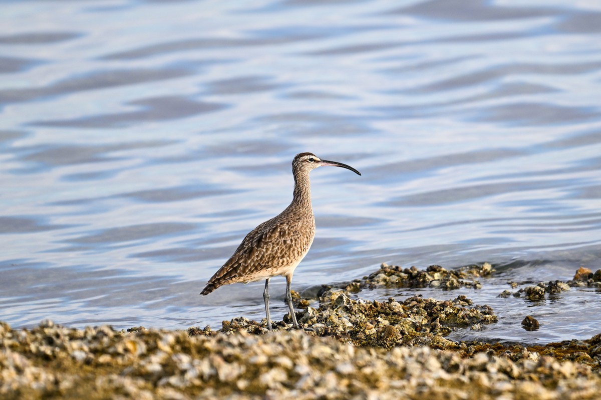 Regenbrachvogel - ML609719250