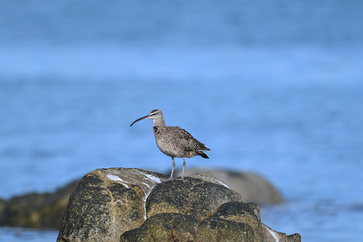 Regenbrachvogel - ML609719251