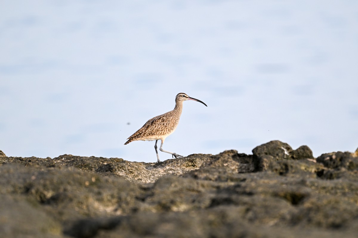 Regenbrachvogel - ML609719252