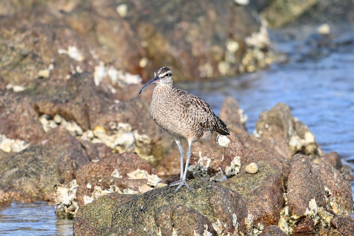 Regenbrachvogel - ML609719253