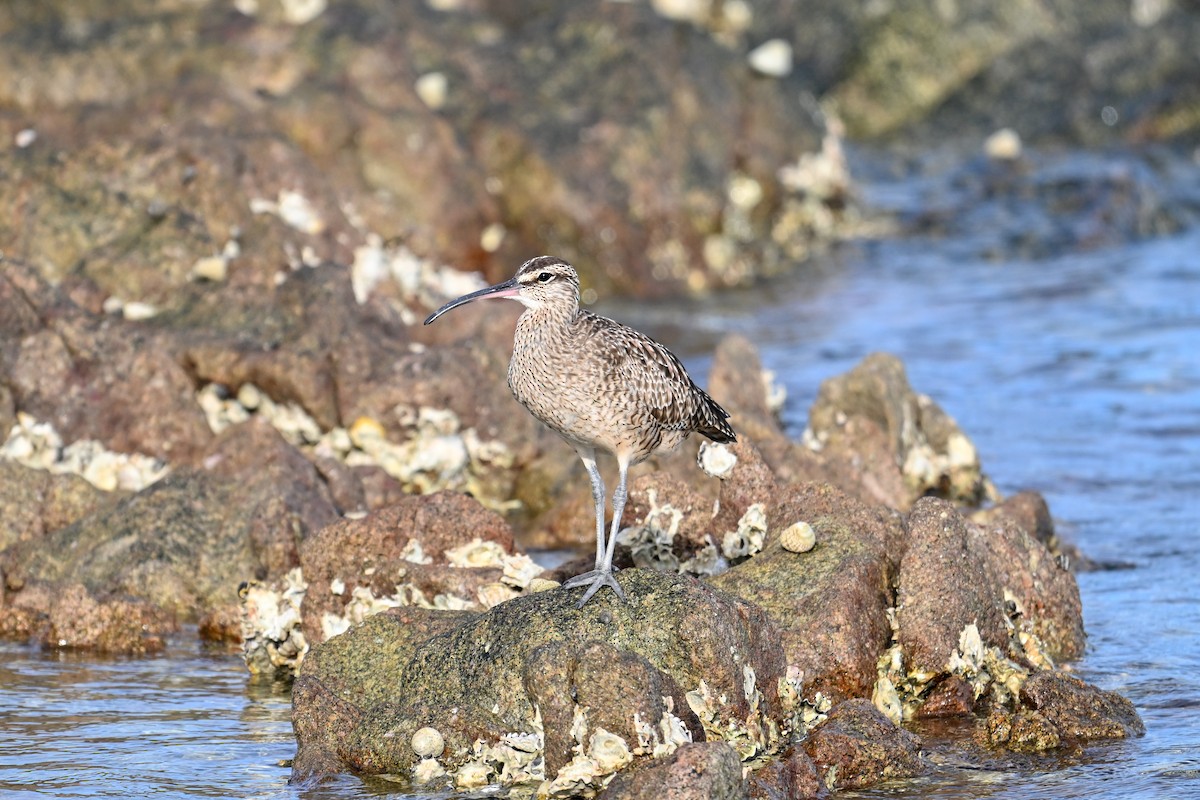 Regenbrachvogel - ML609719254