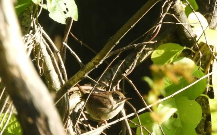 Winter Wren - ML609719265