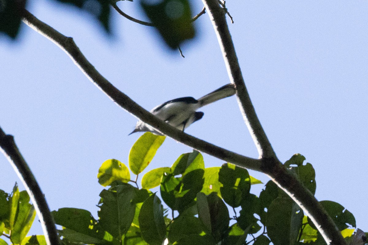 Iquitos Gnatcatcher - ML609719288