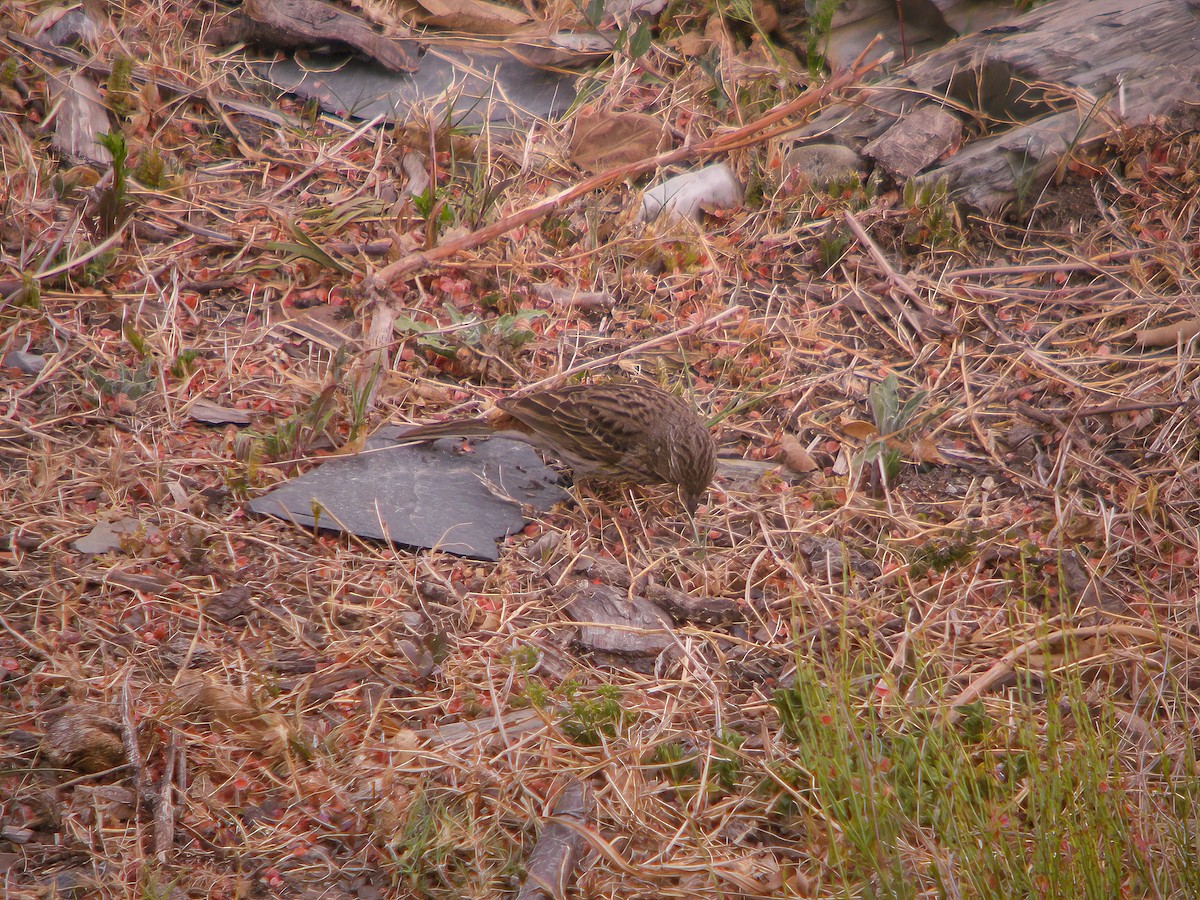 White-capped Bunting - Martin  Flack