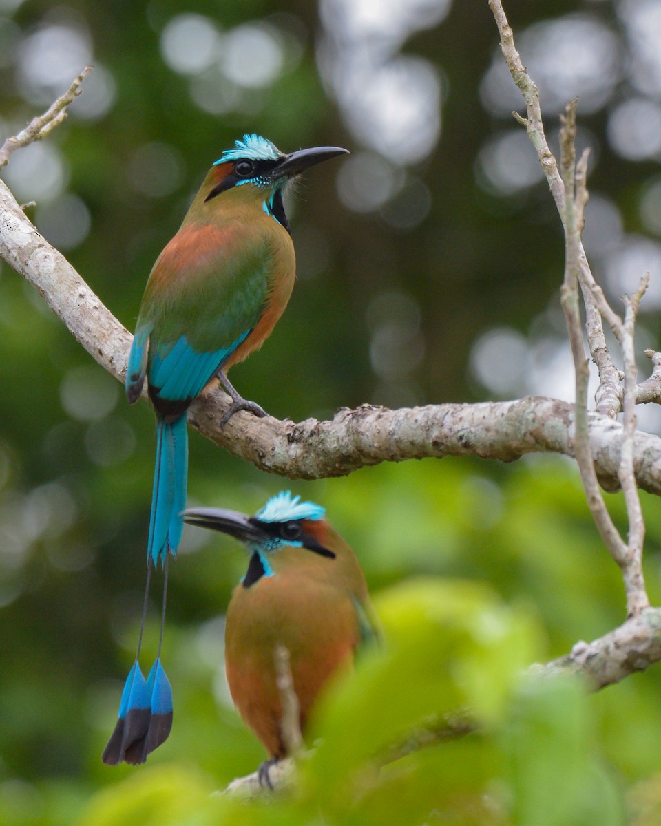 Turquoise-browed Motmot - ML609719427