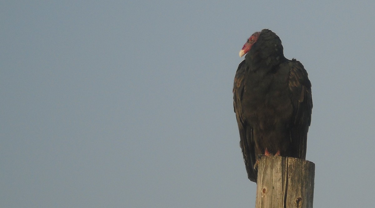 Turkey Vulture - ML609719569