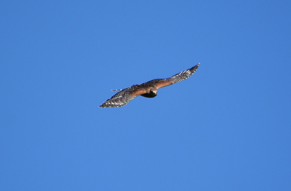 Red-shouldered Hawk - ML609719593