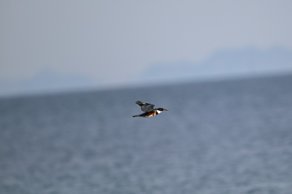 Belted Kingfisher - ML609719602