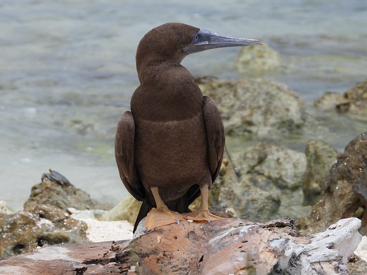 Brown Booby - ML609719663